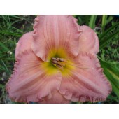 Corinthian Pink
